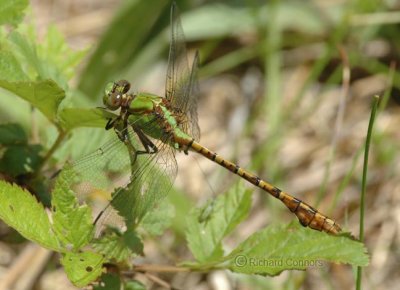 Rusty Snaketail (Ophiogomphus rupinsulensis) m