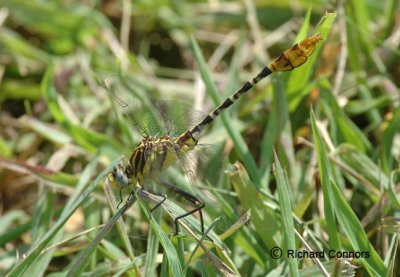 Flag-tailed Spinyleg (Dromogompus spoliatus) M