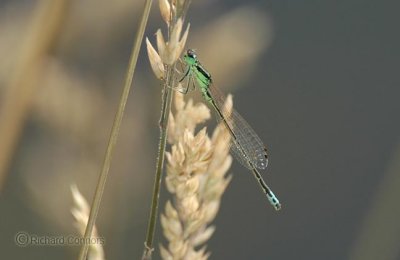 Eastern Forktail (Ischnura verticalis) M