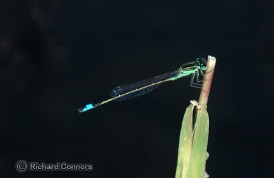 Rambur's Forktail (Ischnura ramburii) M