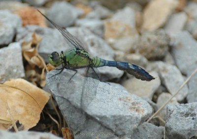  com. (eastern) pondhawk