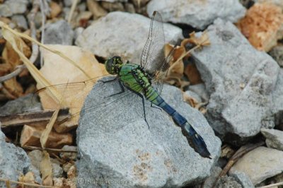  com. pondhawk