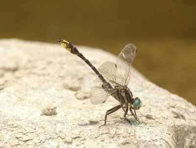 Gomphus sandrius, m