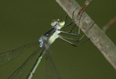 (L. inaequalis) detail