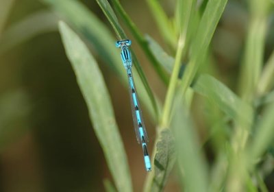 Big Bluet (E. durum) M