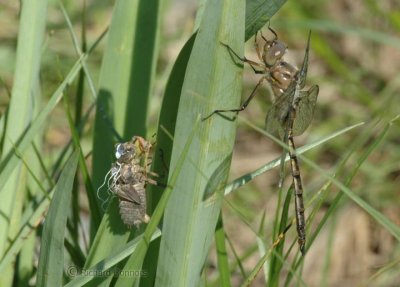Prince Baskettail