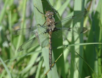 Prince Baskettail