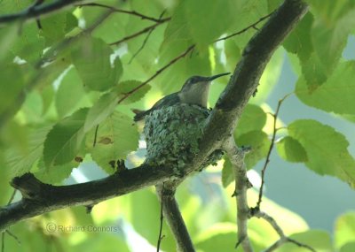 rubythroat on nest