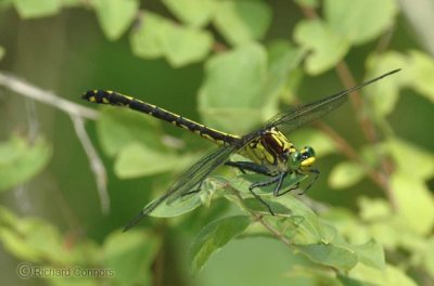 Black-shouldered Spinyleg F