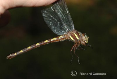 Brown Spiketail (C. bilineata) F