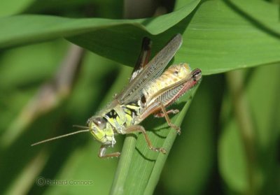 Red-legged grasshopper