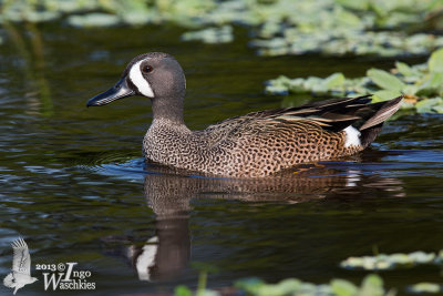 Adult male Blue-winged Teal