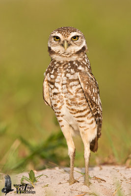 Adult Burrowing Owl (ssp.  floridana)