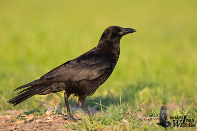 Adult American Crow (ssp. pascuus)