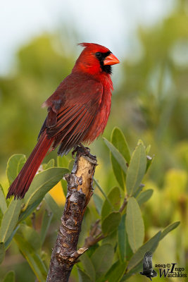 Adult male Northern Cardinal (ssp. floridanus)