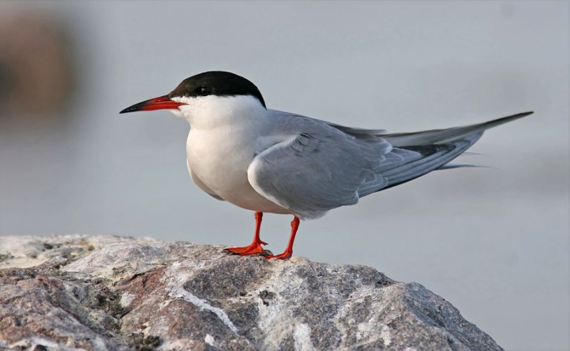 Common Tern (Sterna hirundo)