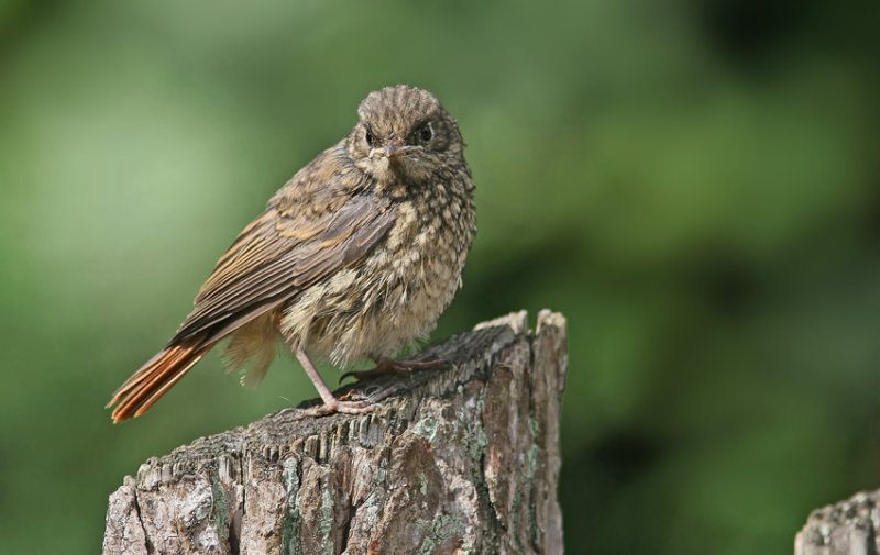 Redstart (Phoenicurus phoenicurus), Rdstjrt
