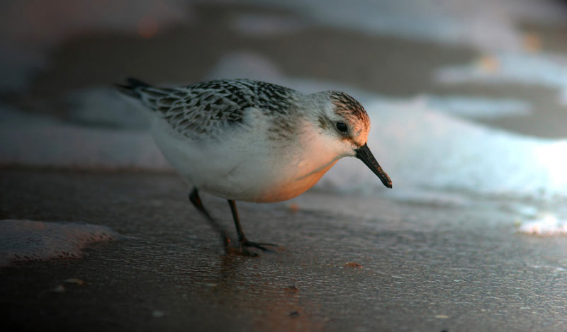  Last daylight Sanderling (Calidris alba)