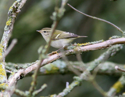 Yellow-browed Warbler (Phylloscopus inornatus), Taigasngare