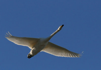 Whooper Swan (Cygnus cygnus), Sngsvan