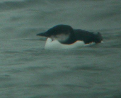 Brnnich's Murre (Uria lomvia), Spetsbergsgrissla, Busr 2003