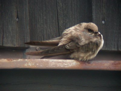 Eurasian Crag Martin (Klippsvala)