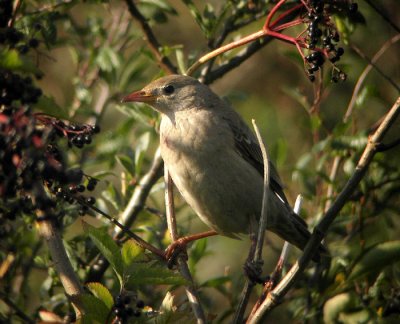 Rose-coloured Starling (Rosenstare)