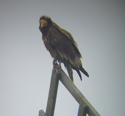 Egyptian Vulture (Neophron percnopterus), Smutsgam