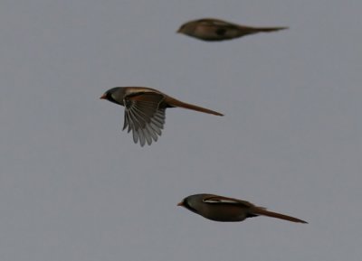 Bearded Reedling (Panurus biarmicus)