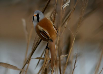 Bearded Reedling (Panurus biarmicus)