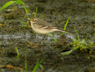 Citrine Wagtail (Motacilla citreola), Citronrla, Hasslarp 2006