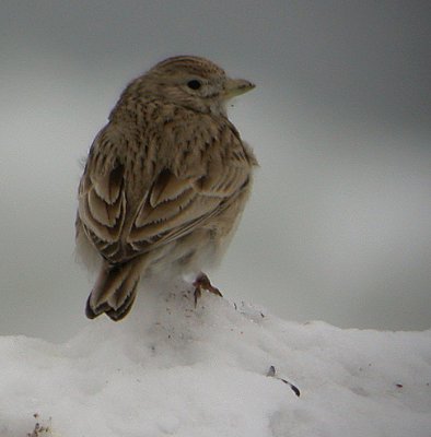 Lesser Short-toed Lark (Calandrella rufescens), Dvärglärka, Utlängan 2003