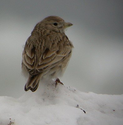 Lesser Short-toed Lark (Calandrella rufescens), Dvrglrka, Utlngan 2003