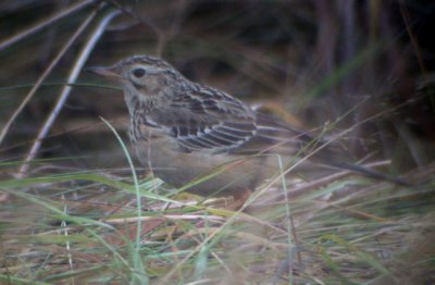 Blyth's Pipit (Anthus godlewskii), Mongolpiplärka, Brudarebacken 2002