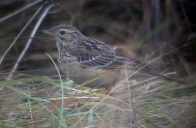 Blyth's Pipit (Anthus godlewskii), Mongolpiplrka, Brudarebacken 2002