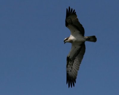 Osprey (Pandion haliaetus)