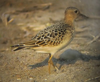 Buff-breasted Sandpiper (Tryngites subruficollis), Prrielpare