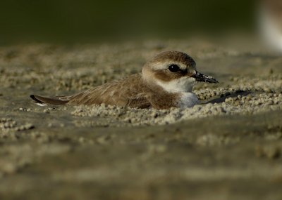 Lesser Sand Plover (Charadrius mongolus)