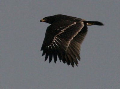 Greater Spotted Eagle (Aquila clanga), Falsterbo-06