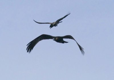 Greater Spotted Eagle (Aquila clanga)