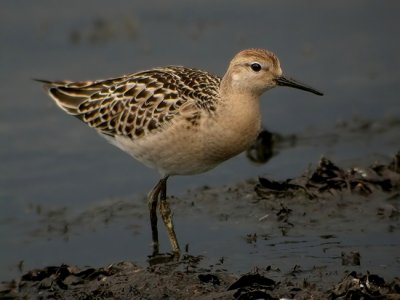 Ruff (Philomachus pugnax), Brushane