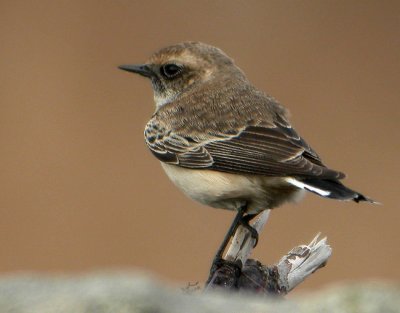 Pied Wheatear (Nunnestenskvtta)