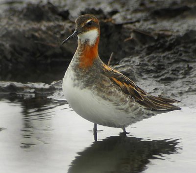 Red-necked Phalarope (Phalaropus lobatus), Smalnbbad simsnppa