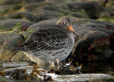 Purple Sandpiper (Calidris maritima), Skrsnppa