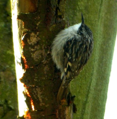 Short-toed Treecreeper (Certhia brachydactyla), Trdgrdstrdkrypare, Lerhamn 2004