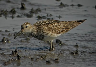 Pectoral Sandpiper (Calidris melanotos), Tuvsnppa