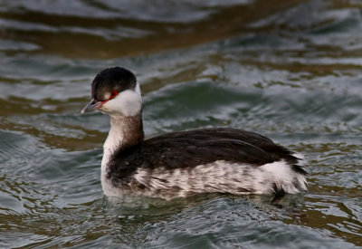 Horned Grebe (Podiceps auritus), Svarthakedopping