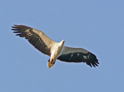 White-bellied Sea Eagle (Haliaetus leucoryphus)