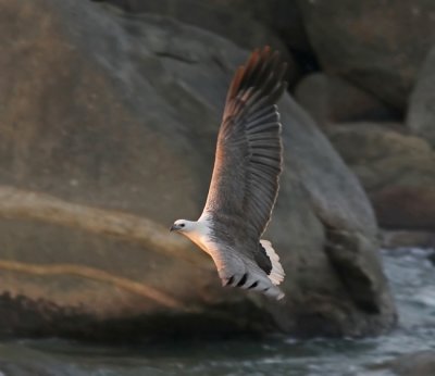 White-bellied Sea Eagle (Haliaetus leucoryphus)