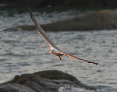 White-bellied Sea Eagle (Haliaetus leucoryphus)